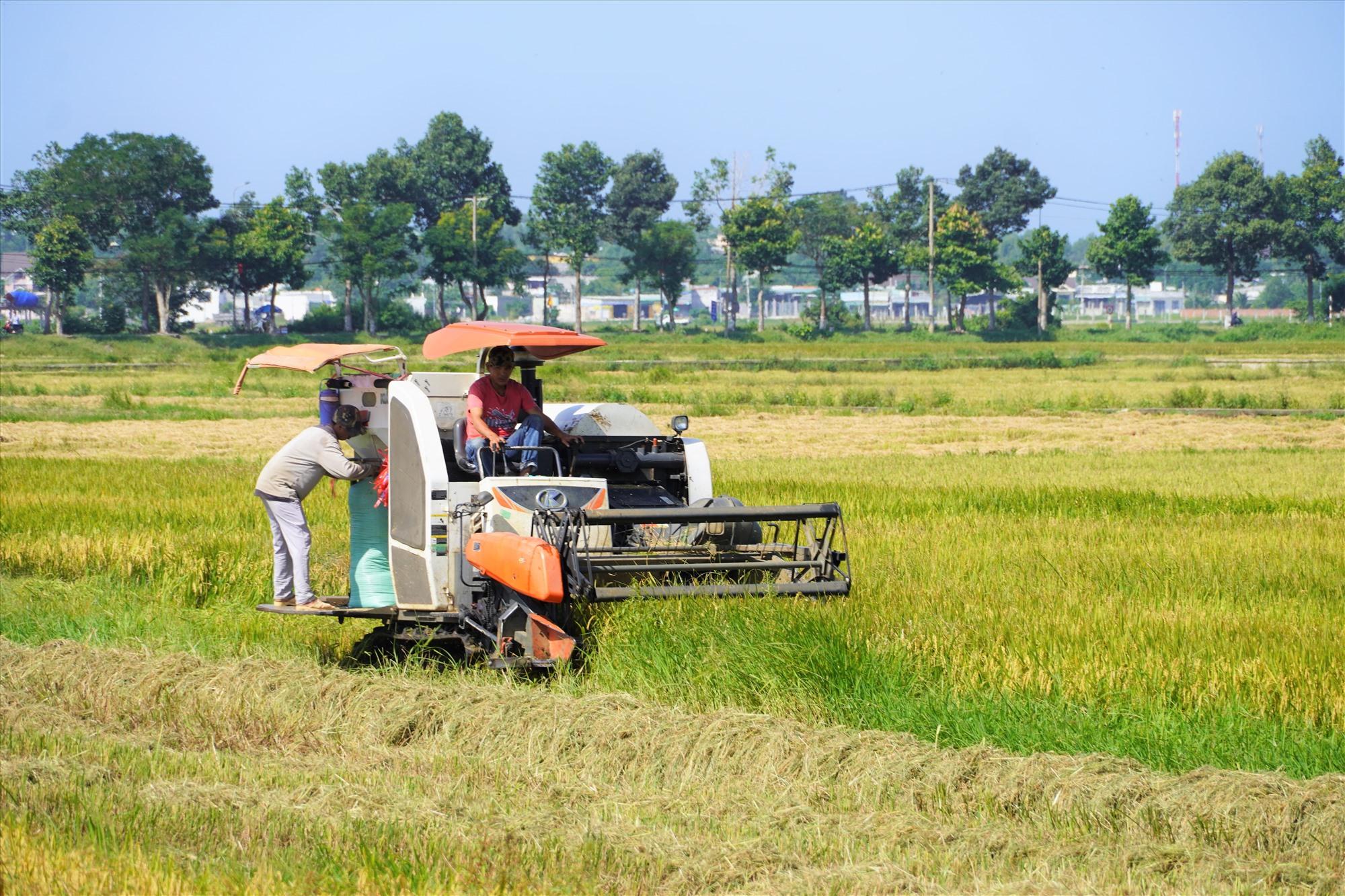 Những chiếc máy gặt nhanh chóng hoạt động.