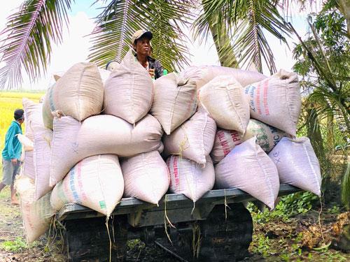 Bảo đảm thắng lợi vụ đông xuân 2023-2024 - Ảnh 1. Bảo đảm thắng lợi vụ đông xuân 2023-2024 - Ảnh 1.