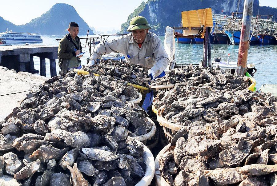 Một loại hải sản quý của Việt Nam được người nước ngoài mê tít: xuất khẩu tăng gần 100%, 'bỏ túi' 9 triệu USD trong 9 tháng đầu năm - Ảnh 1.