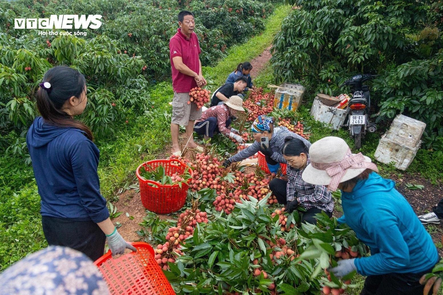 Chong đèn, thu hoạch vải thiều từ tờ mờ sáng ở Bắc Giang- Ảnh 7.