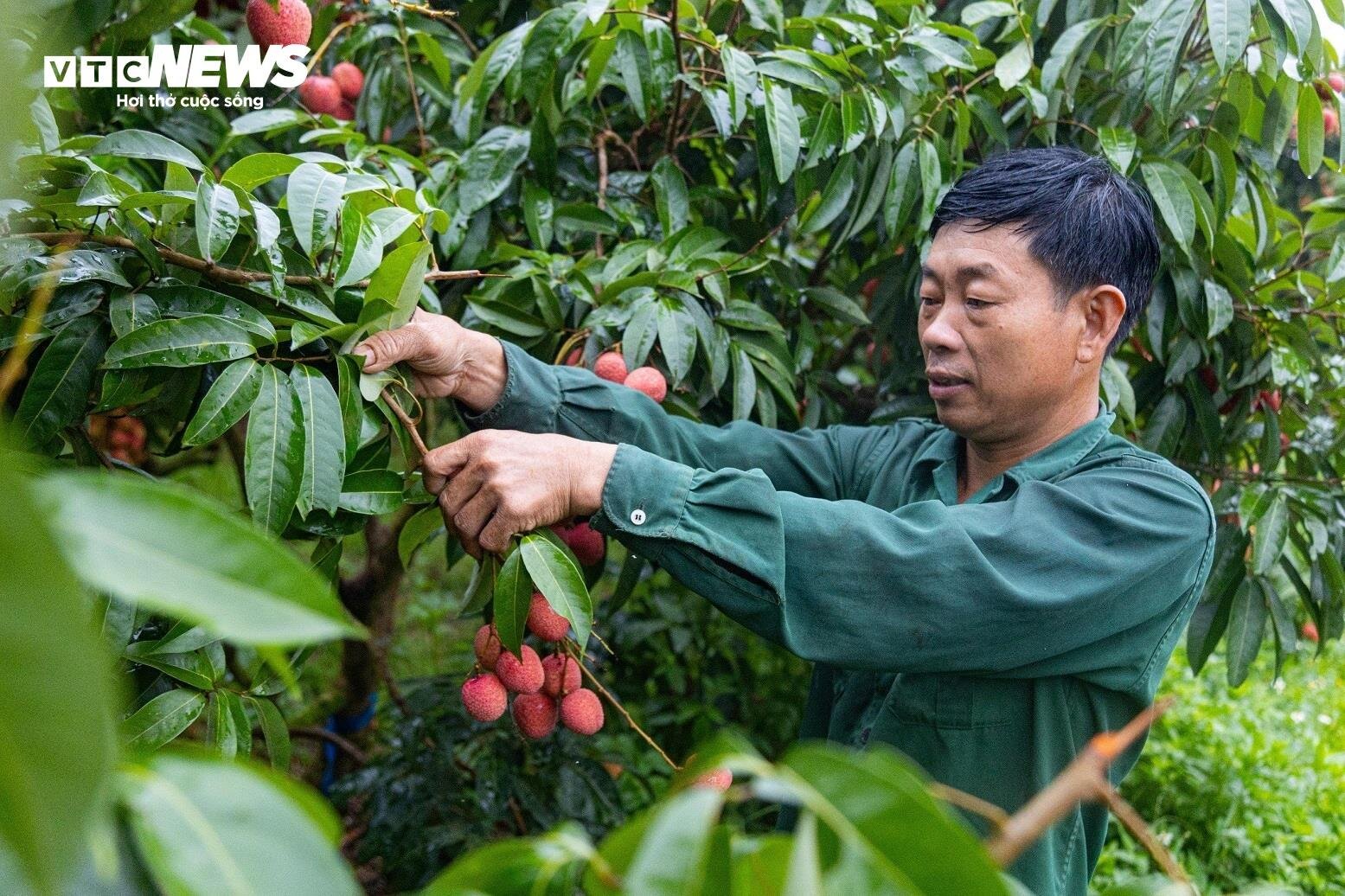 Chong đèn, thu hoạch vải thiều từ tờ mờ sáng ở Bắc Giang- Ảnh 8.