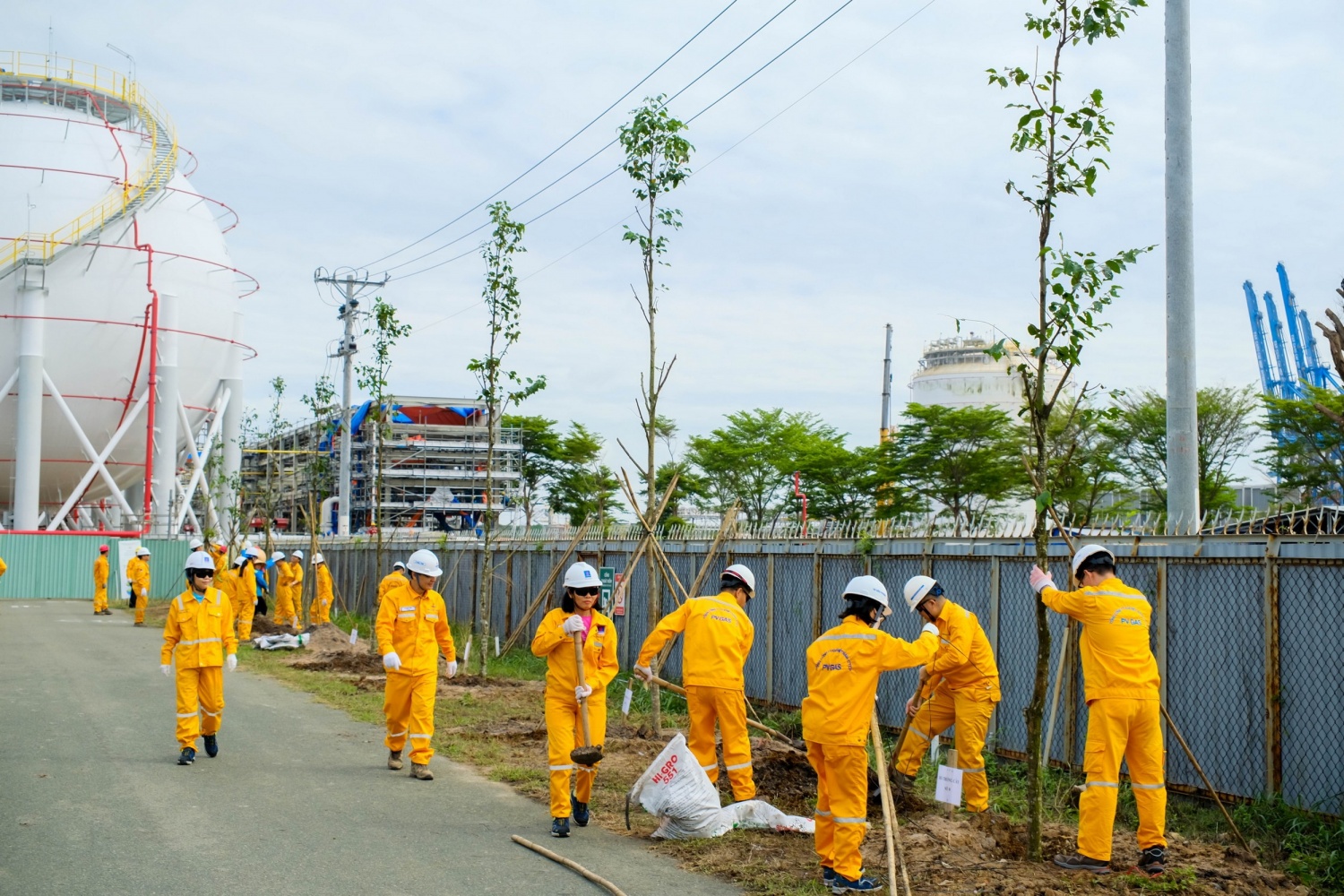 Hàng cây sao đen làm đẹp cho công trình dự án