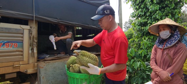 Giá sầu riêng giảm, thương lái kén như kén... vợ- Ảnh 2.