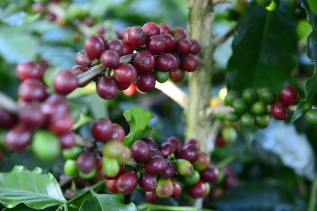 Cà phê Robusta, Arabica đồng loạt tăng giá sốc - Ảnh 1.