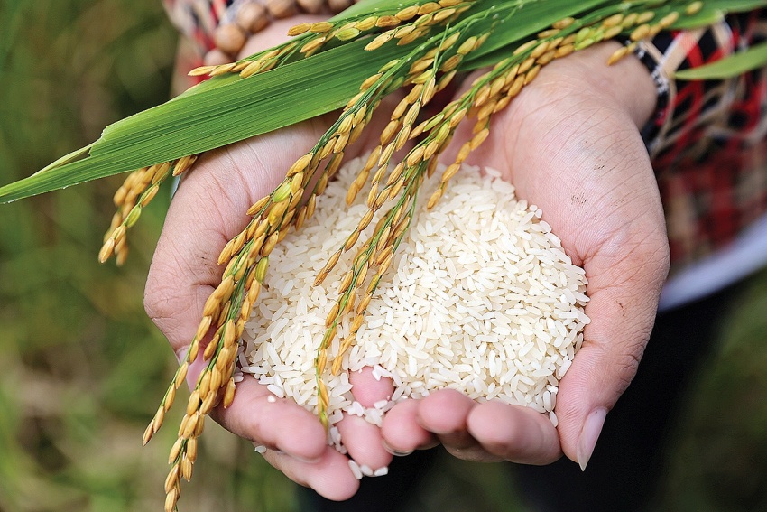 Bước đi cần thiết để tạo công bằng giữa phân bón trong nước và nhập khẩu