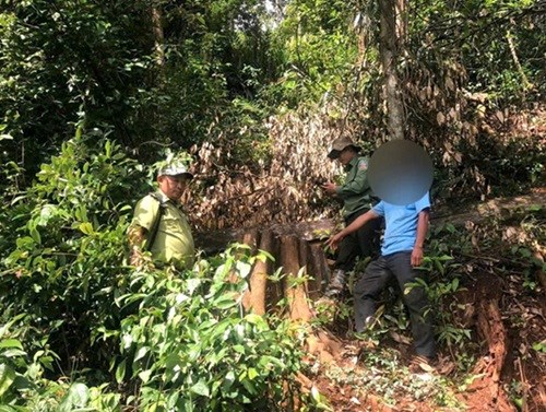 Đắk Nông khởi tố đối tượng nhiều lần khai thác gỗ trái phép