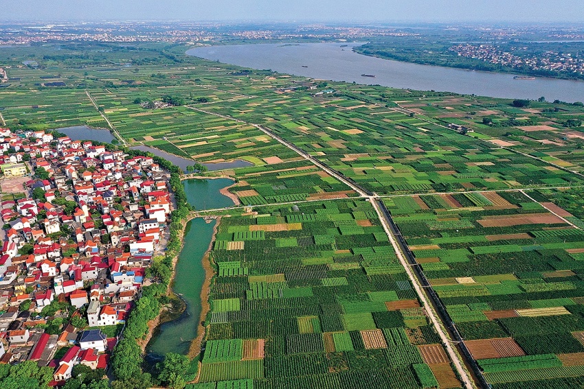 Vùng đất nông nghiệp tại bãi bồi ven sông Hồng (ảnh: Trịnh Thông Thiện)