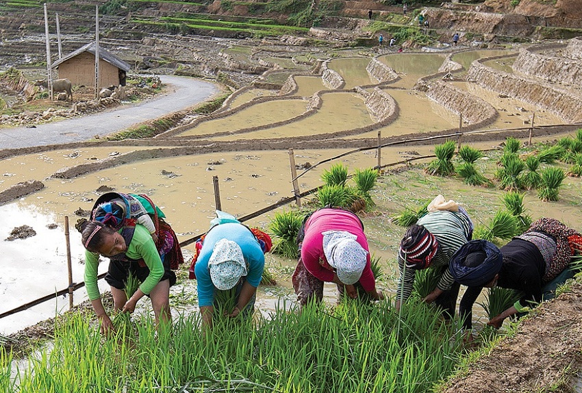 Bước đi cần thiết để tạo công bằng giữa phân bón trong nước và nhập khẩu
