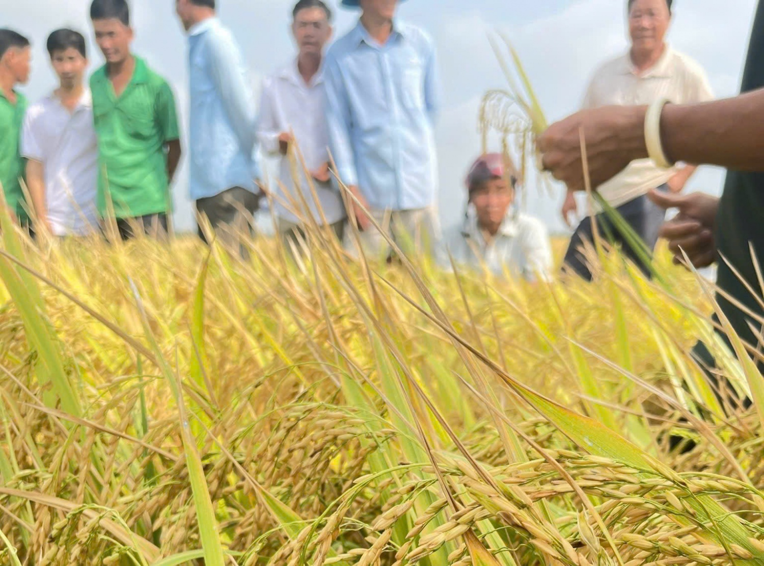 Chậm thay đổi chính sách thuế GTGT phân bón có thể khiến nông sản Việt thua thiệt trên trường quốc tế