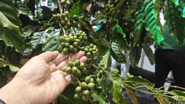 Giá cà phê hôm nay 25-12: Tin vui cho người trồng cà phê trong nước- Ảnh 1.