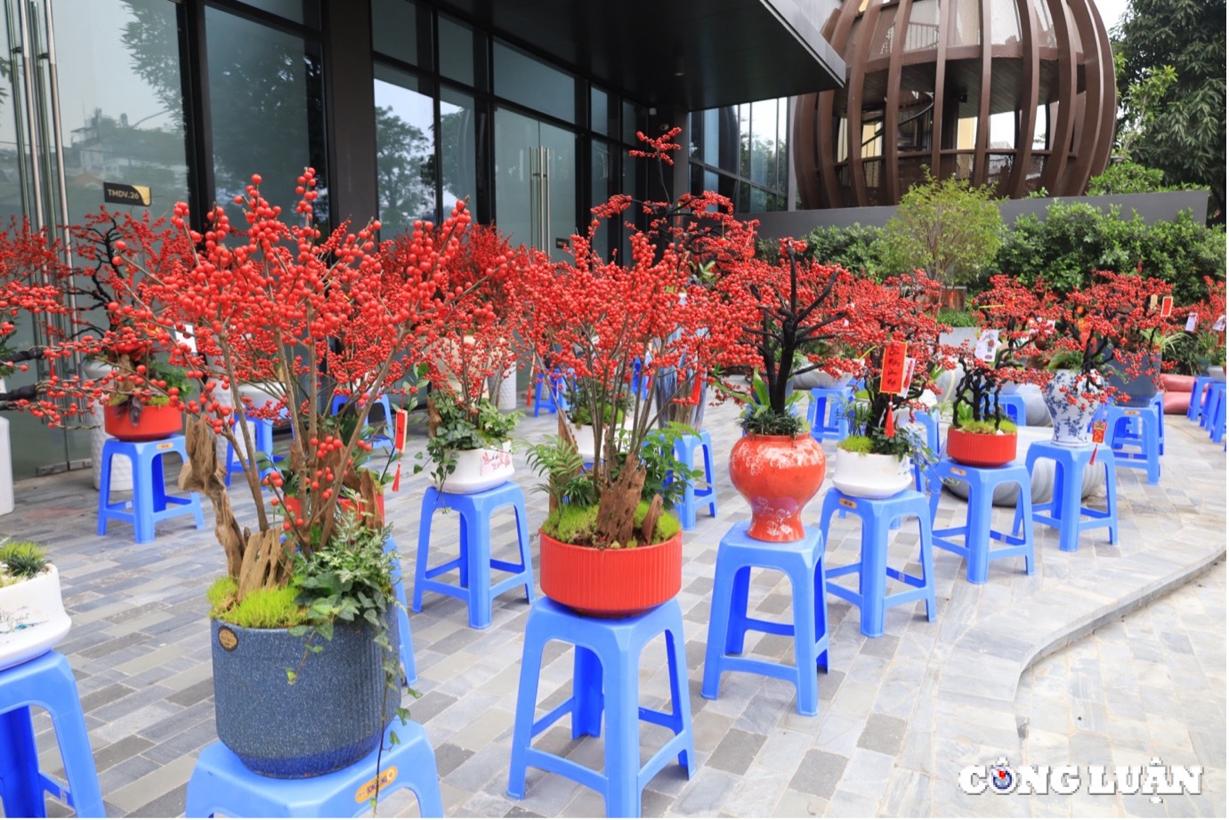 dao dong do gia hang chuc trieu dong hut khach thu do dip tet hinh 1