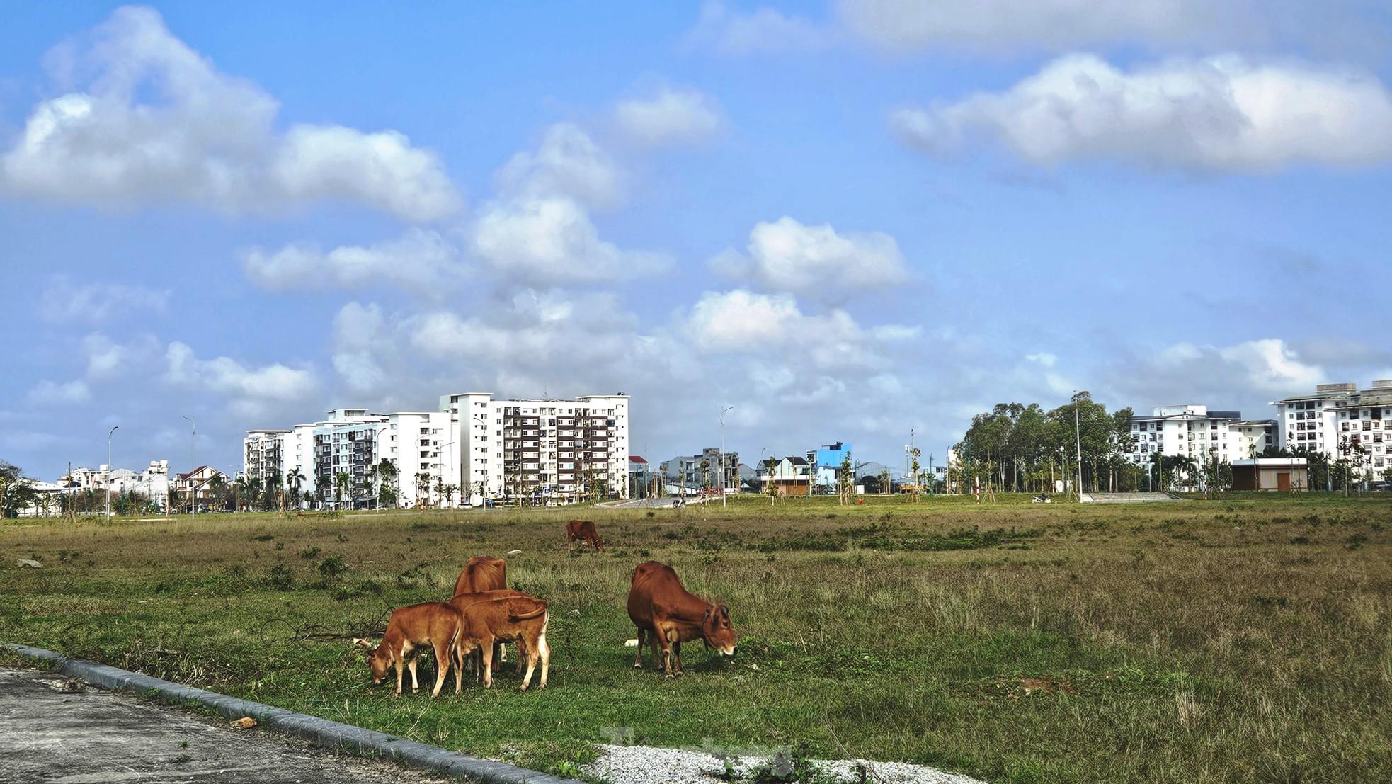 Quảng trường, công viên cây xanh 100 tỷ tại Huế nhếch nhác, thành nơi chăn thả trâu bò- Ảnh 6. Quảng trường, công viên cây xanh 100 tỷ tại Huế nhếch nhác, thành nơi chăn thả trâu bò- Ảnh 6.