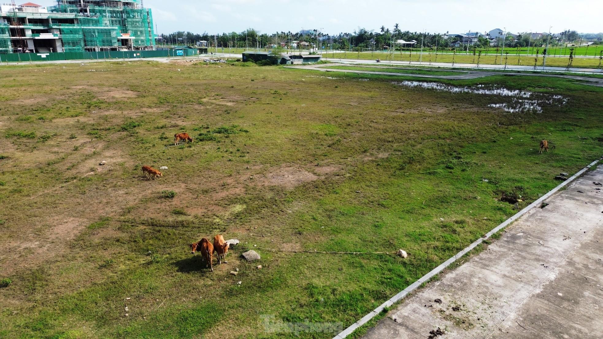 Quảng trường, công viên cây xanh 100 tỷ tại Huế nhếch nhác, thành nơi chăn thả trâu bò- Ảnh 4. Quảng trường, công viên cây xanh 100 tỷ tại Huế nhếch nhác, thành nơi chăn thả trâu bò- Ảnh 4.