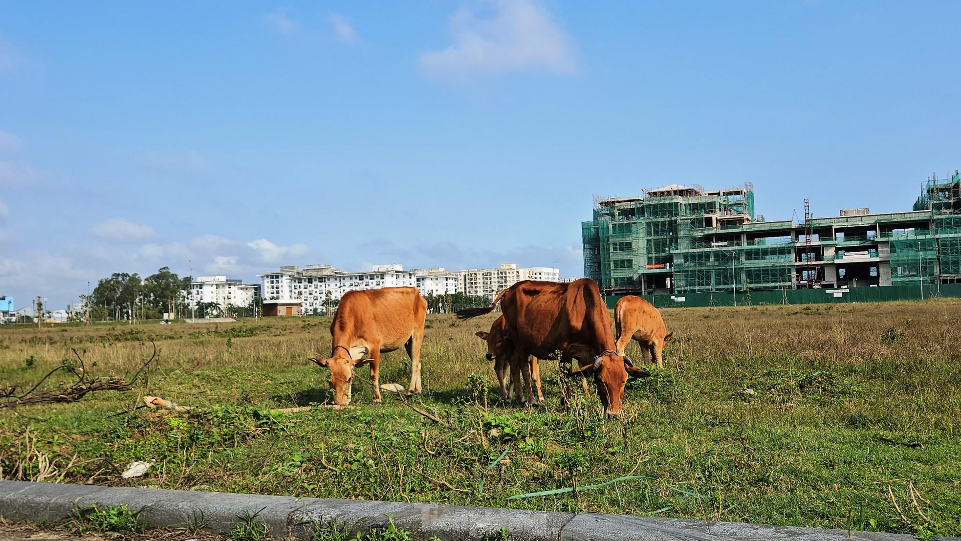 Quảng trường, công viên cây xanh 100 tỷ tại Huế nhếch nhác, thành nơi chăn thả trâu bò- Ảnh 7. Quảng trường, công viên cây xanh 100 tỷ tại Huế nhếch nhác, thành nơi chăn thả trâu bò- Ảnh 7.