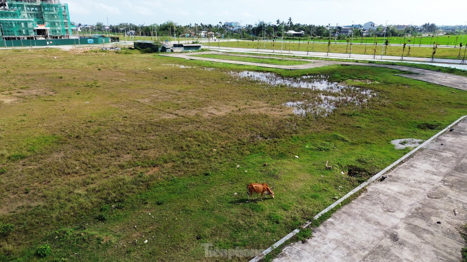 Quảng trường, công viên cây xanh 100 tỷ tại Huế nhếch nhác, thành nơi chăn thả trâu bò- Ảnh 3. Quảng trường, công viên cây xanh 100 tỷ tại Huế nhếch nhác, thành nơi chăn thả trâu bò- Ảnh 3.