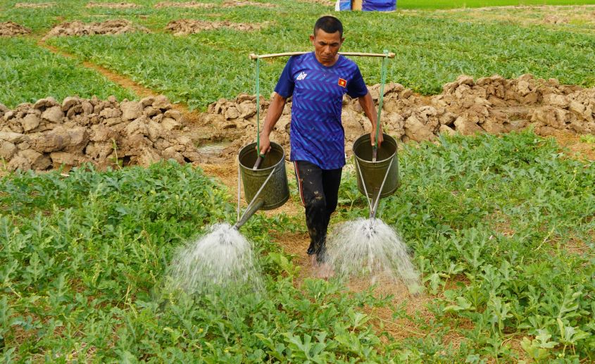 Trồng màu thay lúa Đông Xuân muộn giúp nông dân né được xâm nhập mặn, gia tăng thu nhập trong mùa khô hạn. Ảnh: Phương Anh