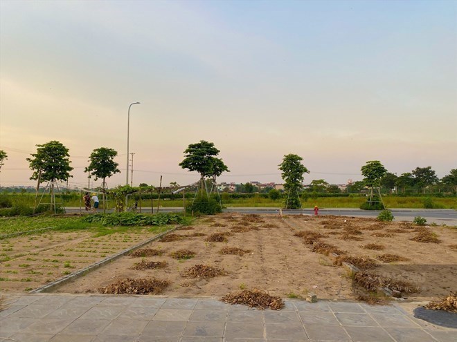 Đất nền tăng giá cục bộ, cảnh báo rủi ro lướt sóng