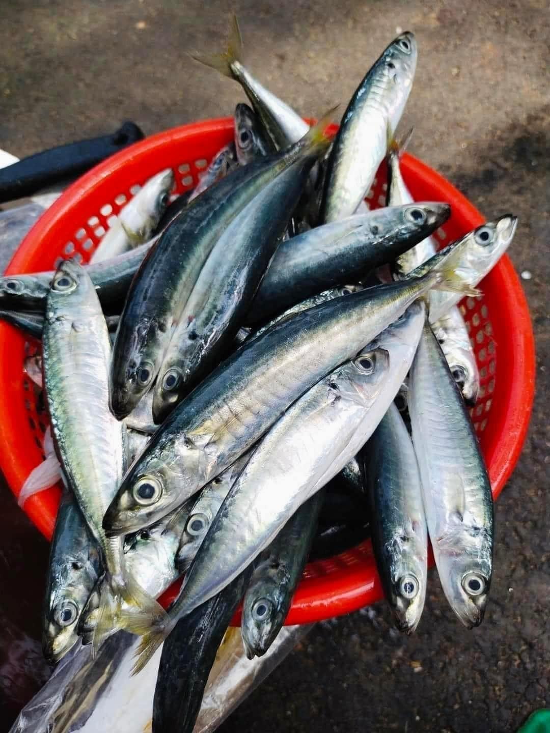 Gặp loại cá này ở chợ thì mua ngay, ngon hơn cao lương mỹ vị, bổ ngang tổ yến nhân sâm- Ảnh 2.