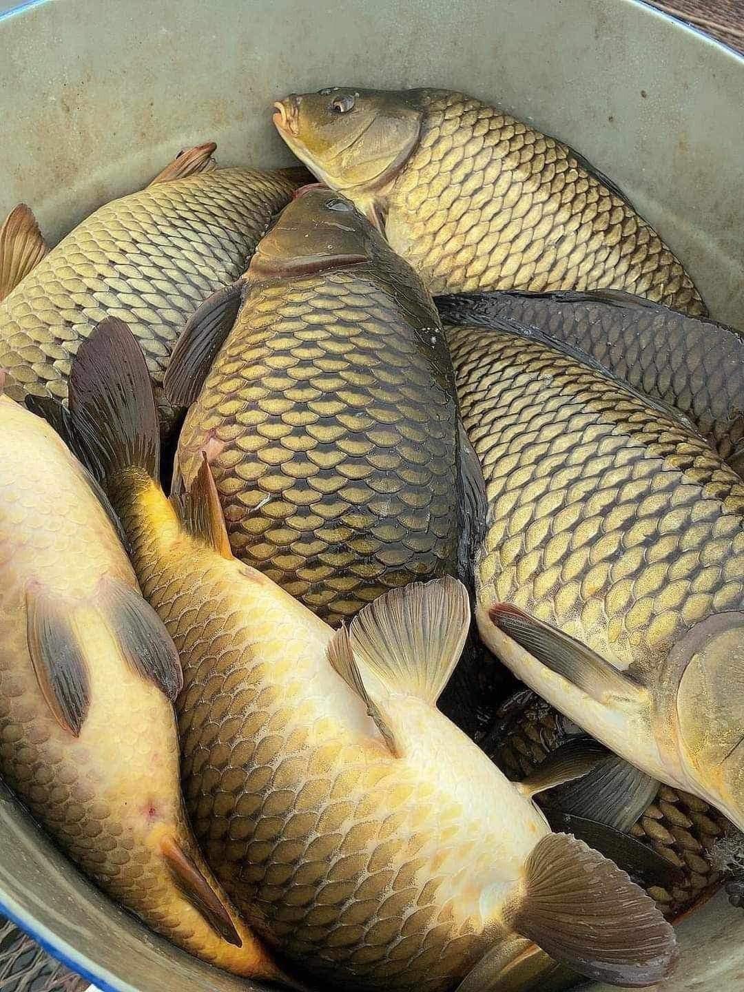 Gặp loại cá này ở chợ thì mua ngay, ngon hơn cao lương mỹ vị, bổ ngang tổ yến nhân sâm- Ảnh 1.