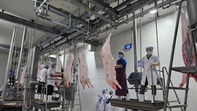 Giá heo hơi hôm nay 15-5: Miền Bắc tăng nhẹ, miền Nam tiếp tục giữ đỉnh- Ảnh 1. Giá heo hơi hôm nay 15-5: Miền Bắc tăng nhẹ, miền Nam tiếp tục giữ đỉnh- Ảnh 1.