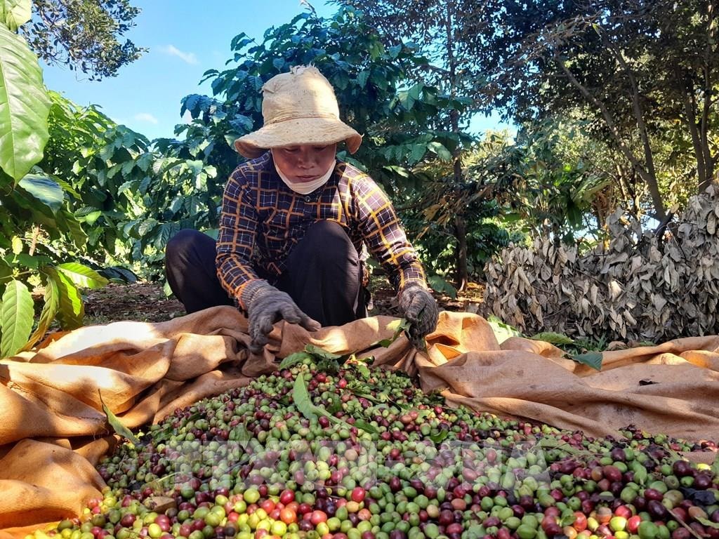 Giá nông sản hôm nay 30/5/2025: Giá cà phê và hồ tiêu trong nước tiếp đà lao dốc