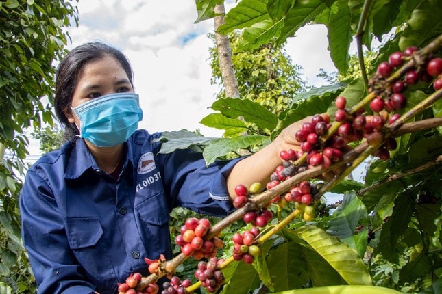 Giá nông sản ngày 3/6/2025: Giá cà phê ổn định khi giá tiêu tăng nhẹ
