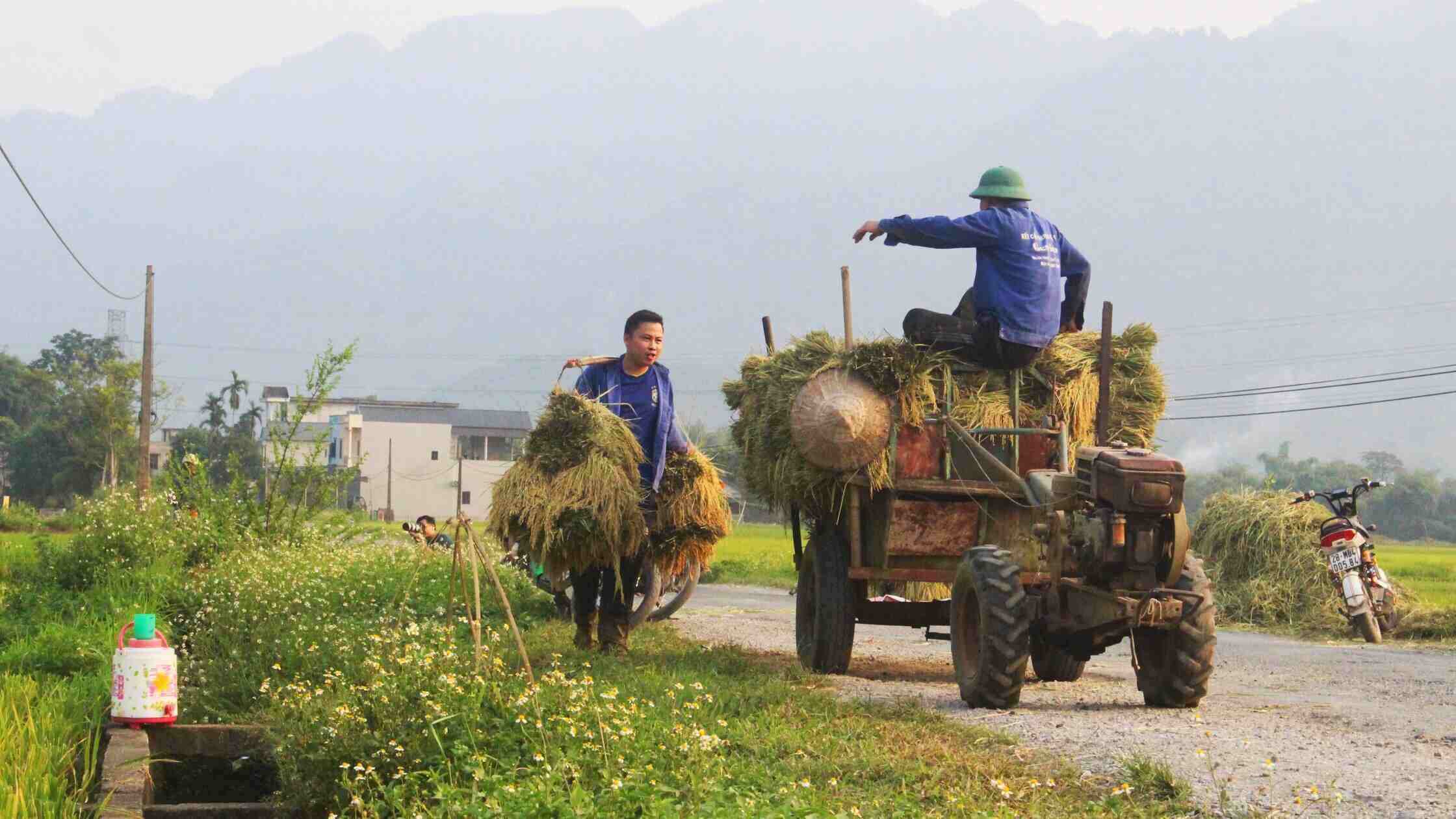 Người dân xã Phong Phú (Tân Lạc) thu hoạch lúa giữa cái nắng oi ả. Ảnh: Bình Khang
