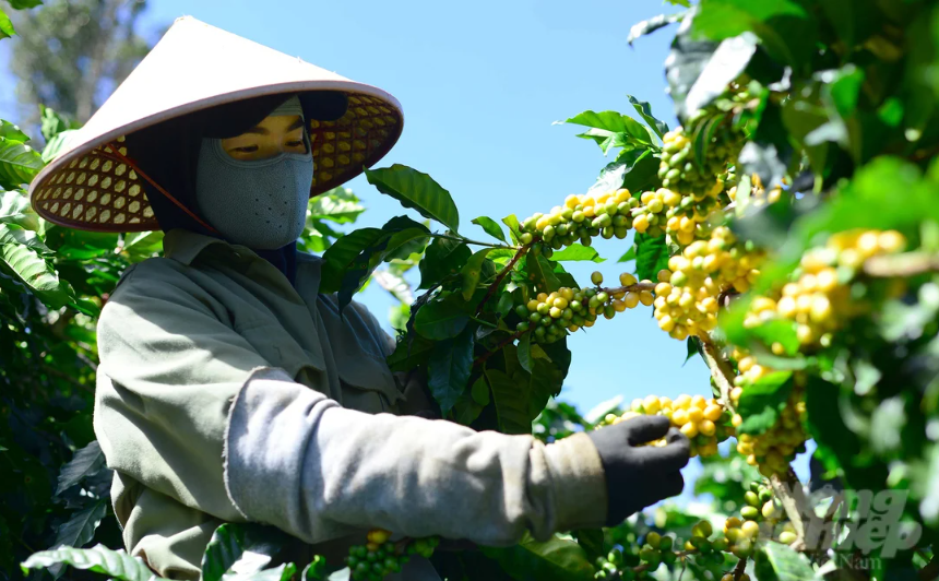 Giá nông sản hôm nay ngày 25/6/2025: Giá cà phê phục hồi sau chuỗi ngày lao dốc