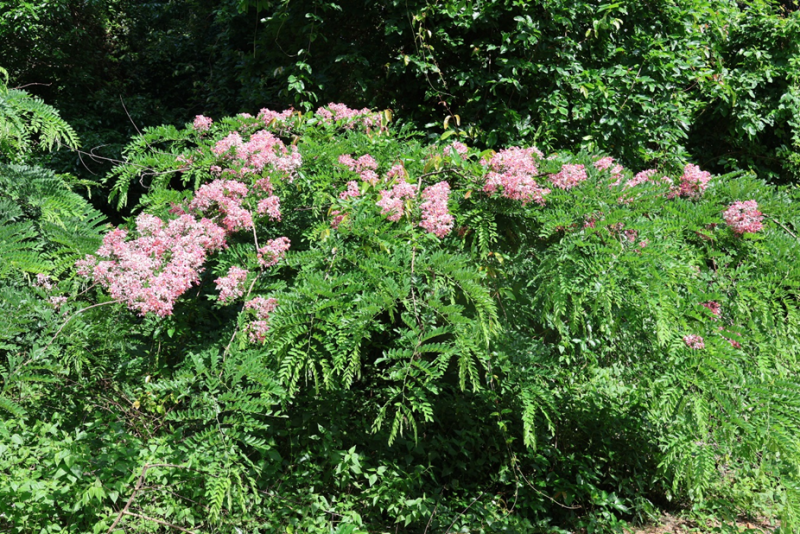 Vietsovpetro khởi công công trình “Đường hoa bằng lăng - hoa giấy” tại Côn Đảo Vietsovpetro khởi công công trình “Đường hoa bằng lăng - hoa giấy” tại Côn Đảo