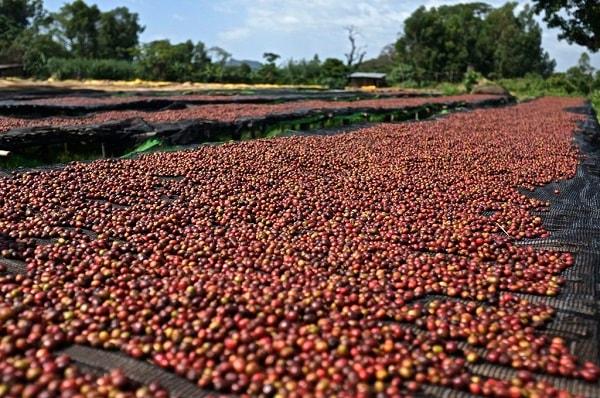 Giá nông sản hôm nay ngày 1/7/2025: Cà phê và hồ tiêu đồng loạt tăng