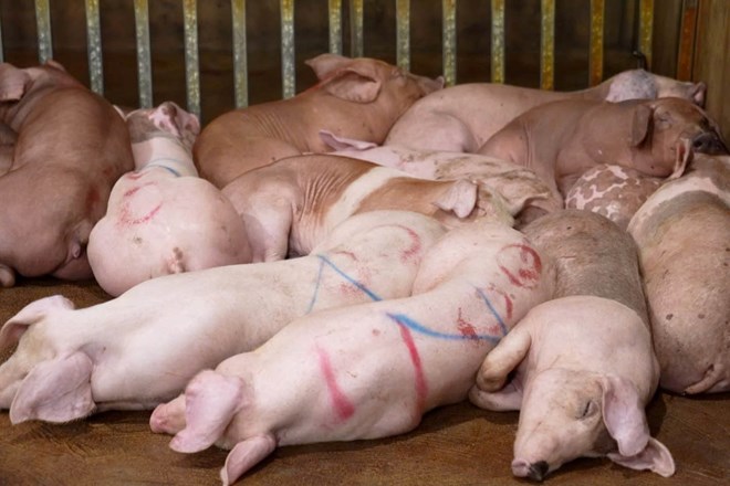 Thịt nhiễm virus dịch tả lợn châu Phi tuồn vào các quán ăn, nhà hàng tại Hà Nội