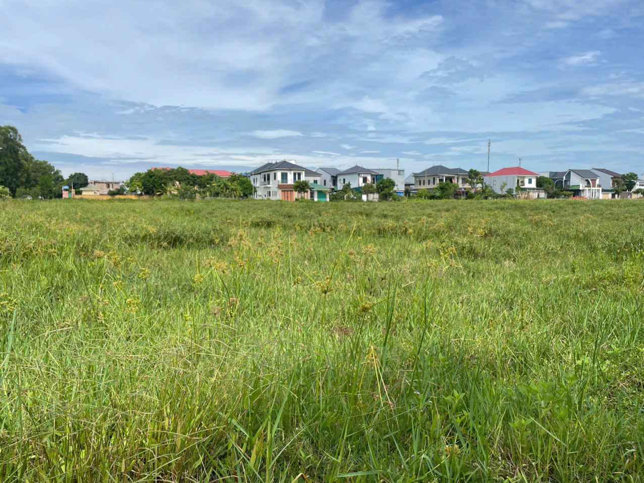 Cánh đồng ở phường Vinh Phú (Nghệ An) bị nông dân bỏ hoang, không canh tác. Ảnh: Phạm Chung