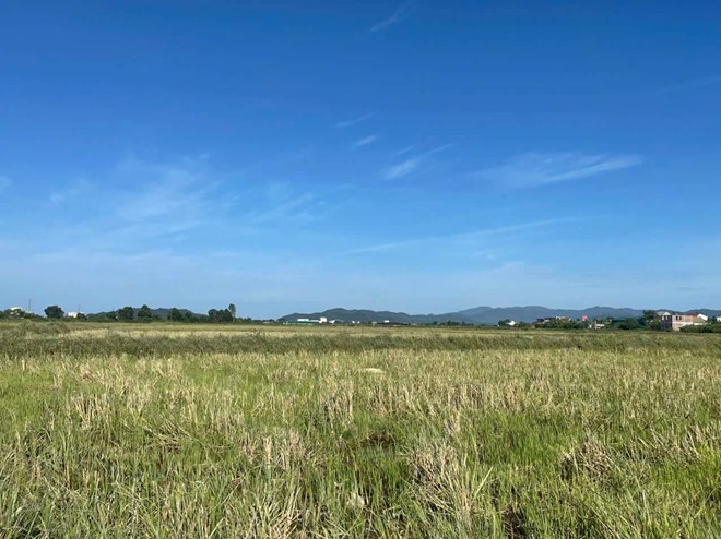 Nông dân ven đô Nghệ An bỏ ruộng, vụ hè thu không người cày