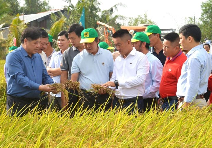Một trong những thành công lớn nhất của gạo giảm phát thải đó là chi phí giảm rất đáng kể nhưng lợi nhuận lại tăng cao. Ảnh: VGP/Trung Chánh