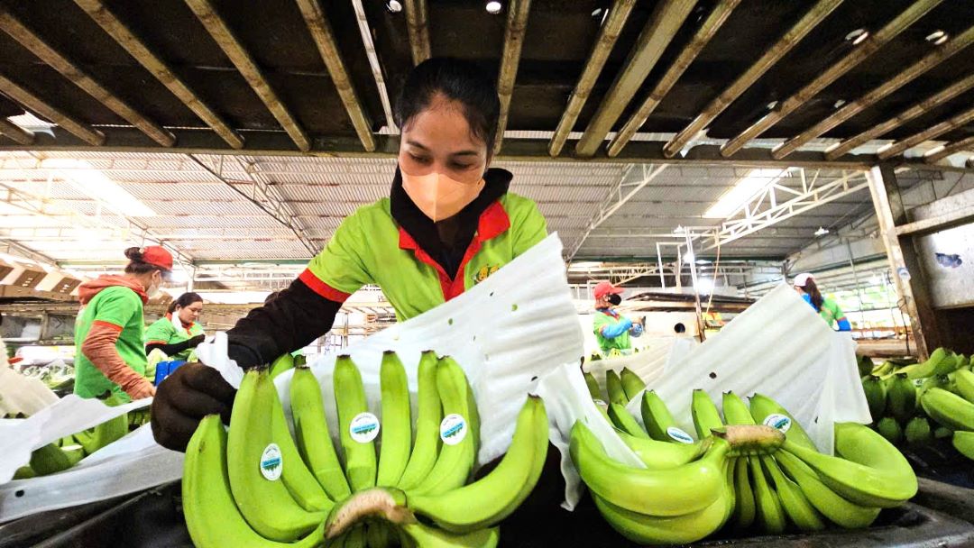 Đắk Lắk có thế mạnh về nông nghiệp chế biến sâu. Ảnh: Thanh Quỳnh