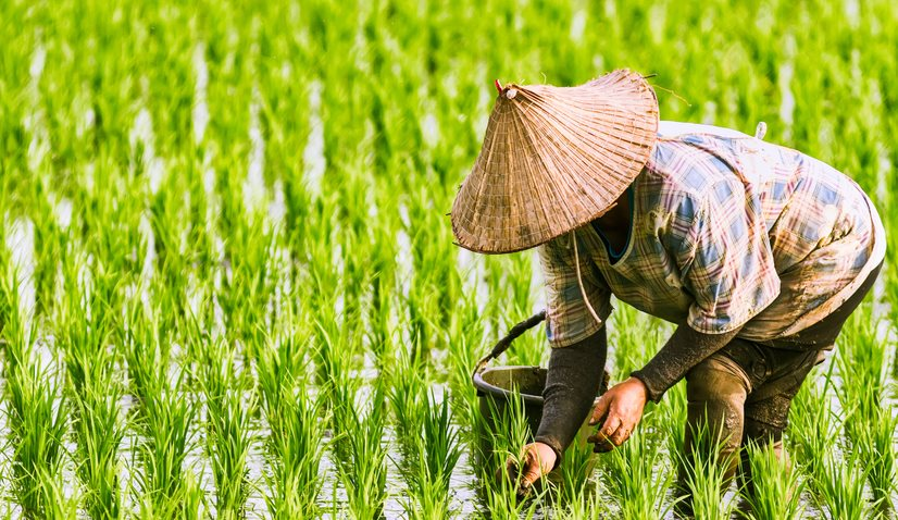 Việt Nam vượt Thái Lan, trở thành nhà xuất khẩu gạo lớn thứ 2 thế giới - Ảnh 3.