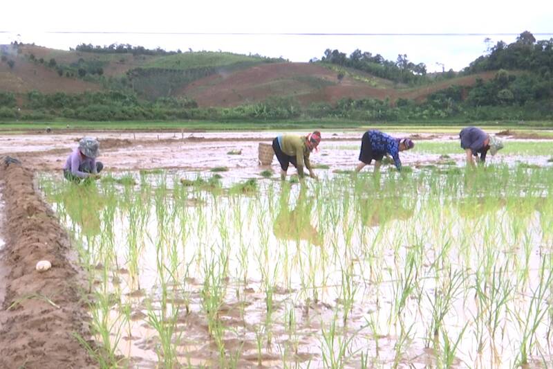 Người dân các xã bị thiệt hại ruộng do lũ lụt dọc sông Mã và khu vực Sốp Cộp đang chủ động khắc phục để gieo cấy lại cho kịp thời vụ. Ảnh: Trường Sơn