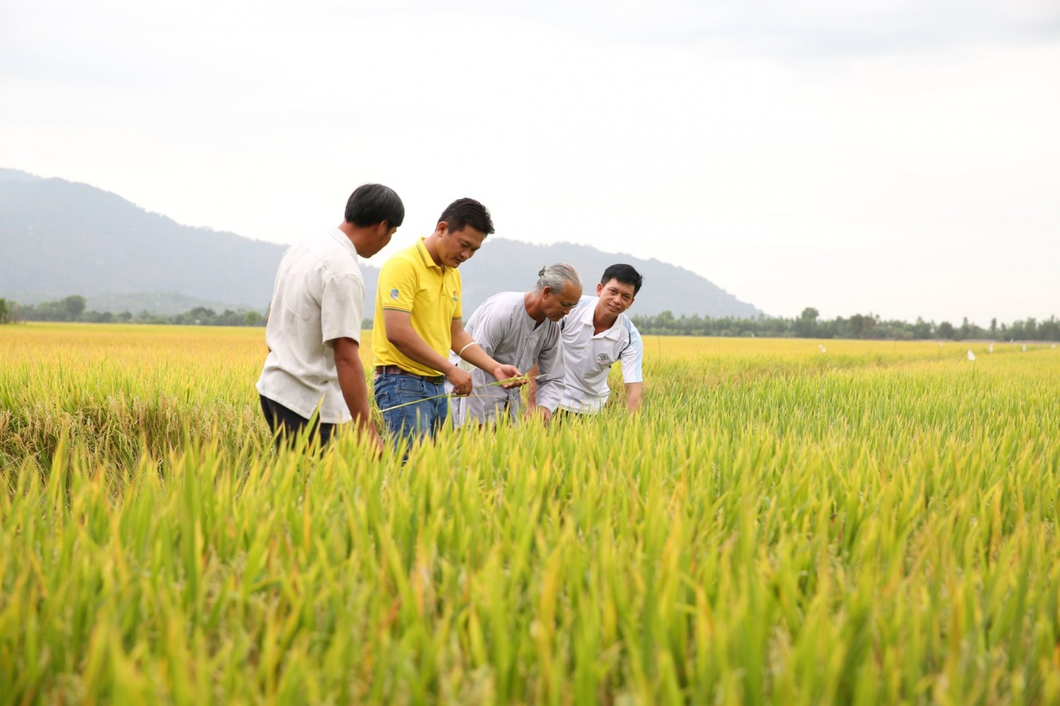 PVCFC lần thứ 5 được vinh danh “Doanh nghiệp tiêu biểu vì người lao động” PVCFC lần thứ 5 được vinh danh “Doanh nghiệp tiêu biểu Vì Người lao động” 1