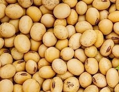 Mách bạn loại đạm thực vật hỗ trợ giảm đường huyết