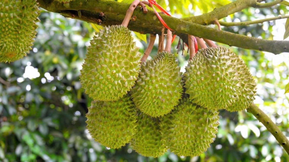 Giá sầu riêng hôm nay 14/9: Thị trường ổn định