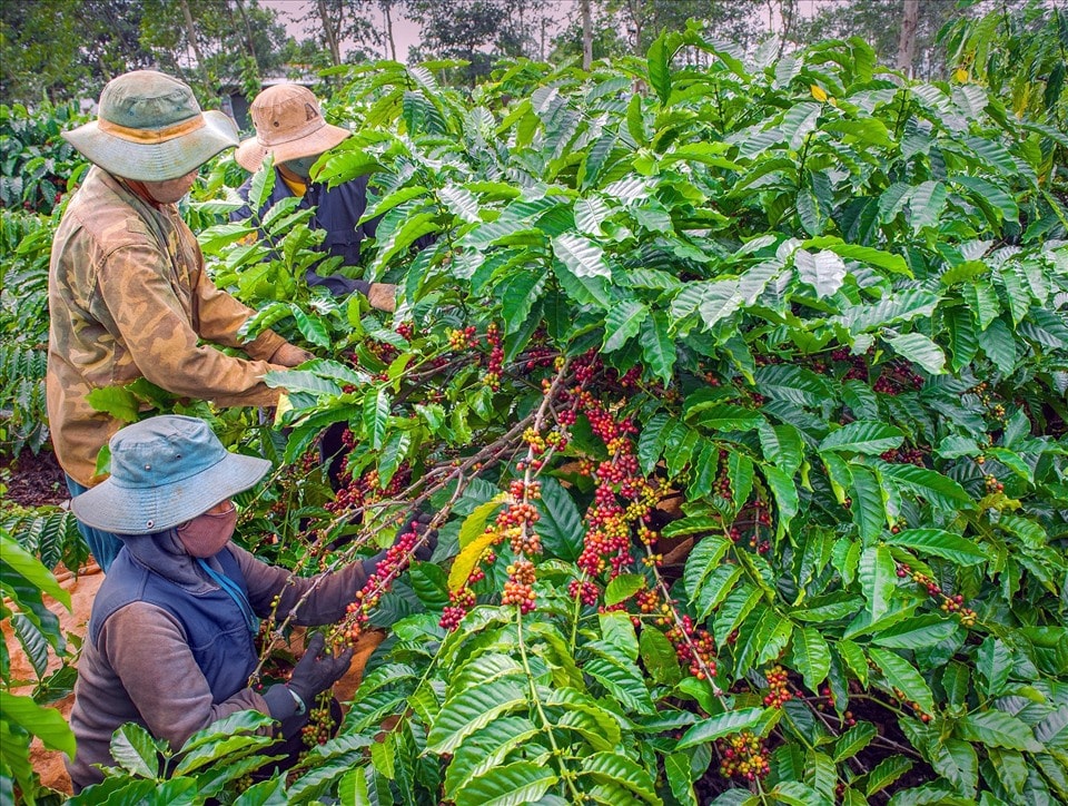 Giá nông sản hôm nay 19/9: Mất gần 5.000 đồng/kg chỉ trong một đêm