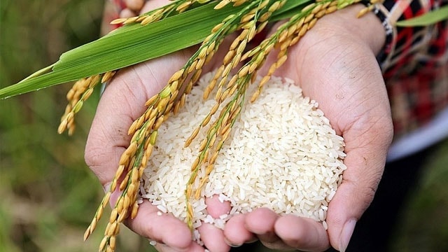 Giá lúa gạo hôm nay 28/7: Thị trường đi ngang, thương lái giảm thu mua