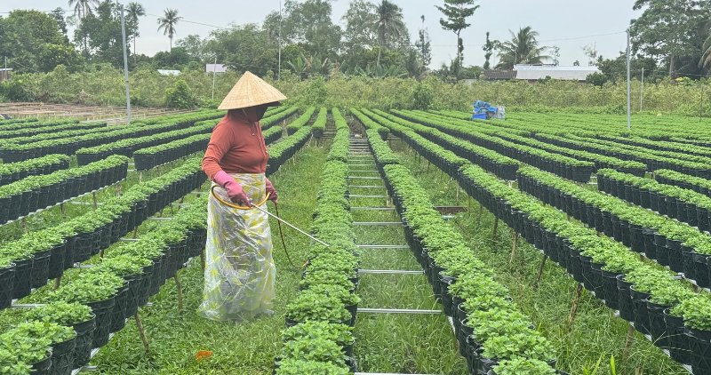 Người lao động Chợ Lách có việc làm quanh năm nhờ nghề trồng hoa, cây cảnh. Ảnh: Hoàng Lộc