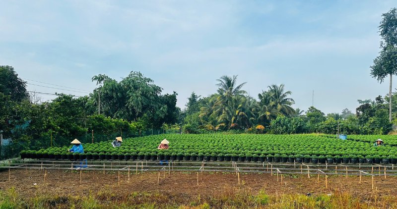Người dân địa phương nhộn nhịp làm việc quanh năm ở vùng hoa Chợ Lách. Ảnh: Hoàng Lộc