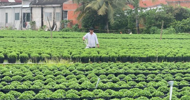 Lao động thời vụ nhộn nhịp tại vùng hoa Chợ Lách