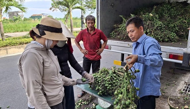 Cau rớt giá, nông dân Quảng Ngãi thất thu