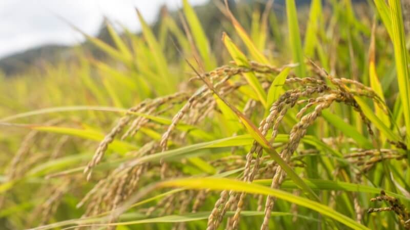 Giá lúa gạo hôm nay 6/10: Thị trường ổn định, giao dịch trầm lắng