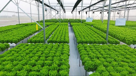 Sự chuyển dịch mạnh mẽ của doanh nghiệp góp phần đưa nông nghiệp Việt Nam trở thành động lực tăng trưởng mới