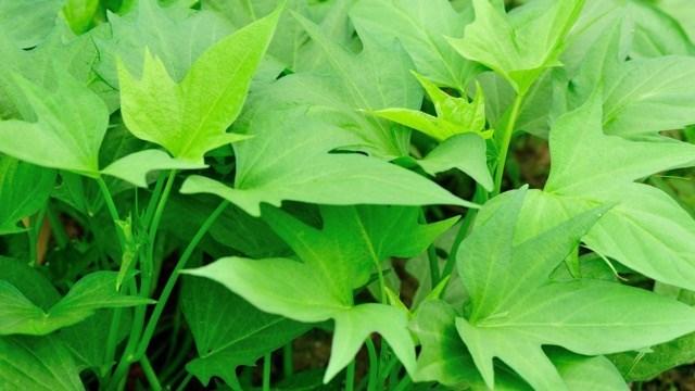 Loại rau rẻ tiền giúp ổn định huyết áp