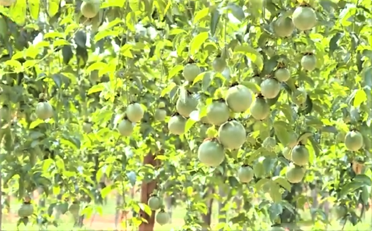 Cả nước hiện c&oacute; hơn 12.000 ha trồng chanh leo